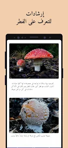 تحميل تطبيق Picture Mushroom Apk مهكر للاندرويد والايفون 2024 اخر اصدار مجانا