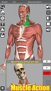 تحميل تطبيق 3D Anatomy مهكر للاندرويد والايفون 2025 اخر اصدار مجانا